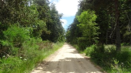 Dans les forêts à la limite de l’Aubrac