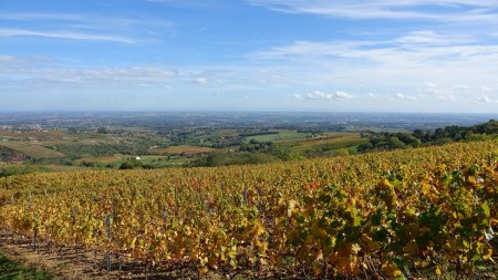 Vallée de la Saône.