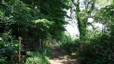 Descente dans les bois.