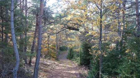 Magnifique forêt