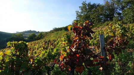 Un air de Beaujolais après le hameau du Biojolais...