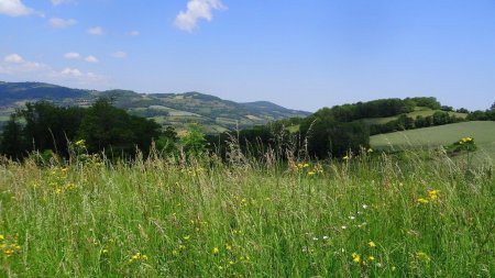 Sur le plateau, au nord du Grand Fayard.