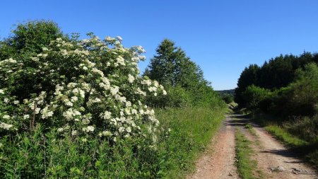 Large chemin.