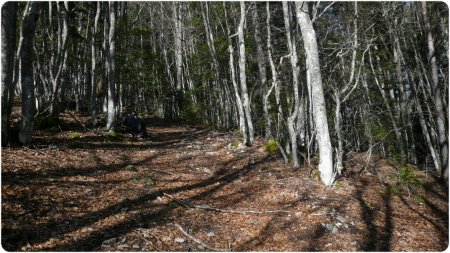 Bois de hêtres forêt Banon.