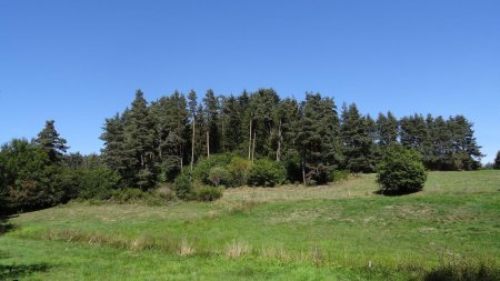 Bosquet de pins avant le retour au bourg.