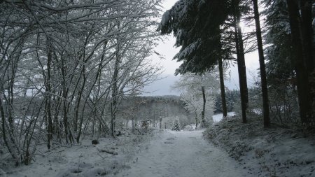 Remontée dans le Bois de la Chalée.