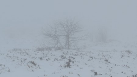 Jolies silhouettes dans le brouillard, sur les Hautes Chaumes.