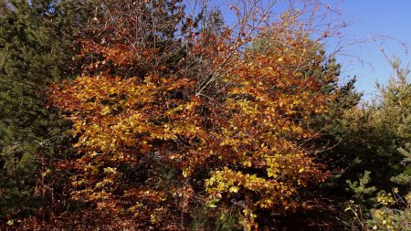 Couleurs d’automne au parking de la Tourbière.