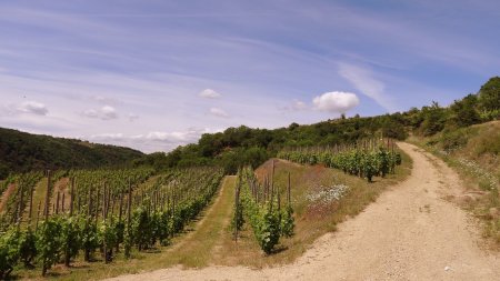 Vignoble de Saint-Joseph.