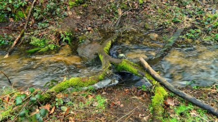 Ruisseau de la Garde