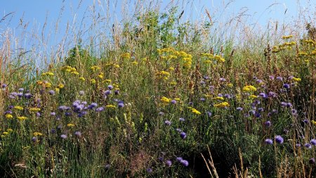 Que de fleurs en 2024...