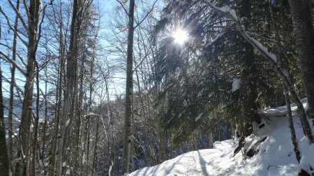 Retour en forêt