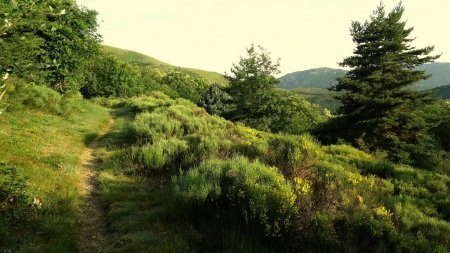 Sortie de la forêt.