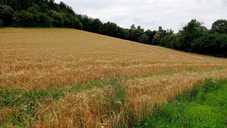 Couleurs d’été dans certains champs, pas dans le ciel