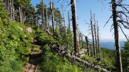 Sentier de descente vers Kaltenbrunnen.