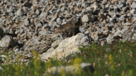 Marmotte dans le vallon