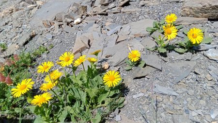 Doronic à grandes fleurs