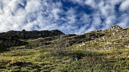 Vue de la végéation en contrebas de la montée sur la Pinéa