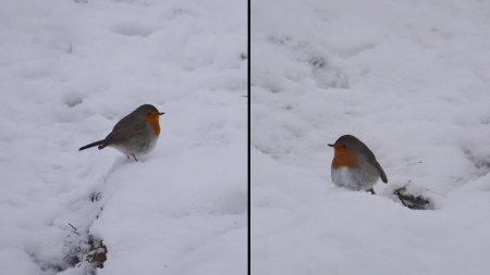 Un rouge-gorge qui s’est laissé photographier deux fois.