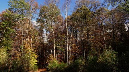 Dans le rétro en sortant du Bois de Mernon.