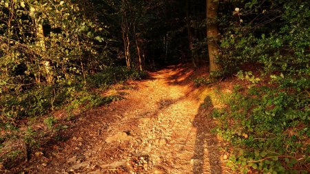 Entrée dans le Bois Sonnier