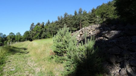 Prairie enclavée dans la forêt.