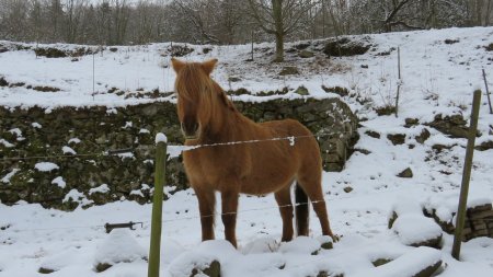 Ce cheval a une fourrure inhabituelle qui doit certainement bien l’aider à endurer le froid.