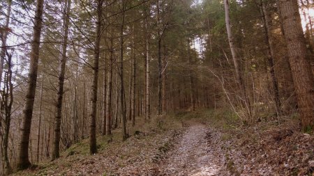 Bois de Bellardin.