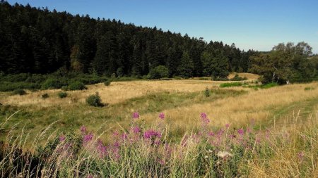 Du côté du Tremplin, vers les sources du Furan.