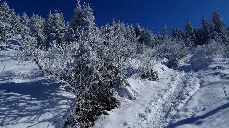 En amont de la plate-forme de retournement (et terminus de la piste forestière).