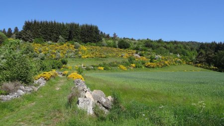 Plateau de Buet.