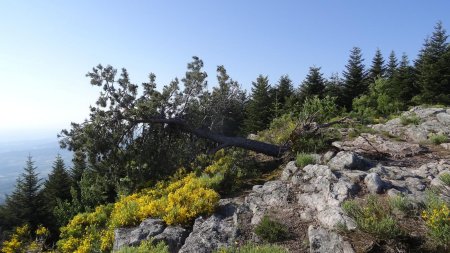 Le pin du Rocher de Chauchibat n’a pas résiqté aux tempêtes de l’automne.