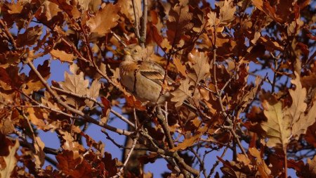 ...ou qui fait confiance à son camouflage.