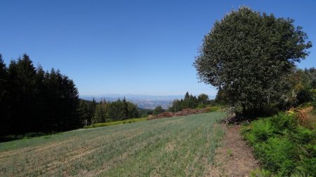 Vers le Sancy.