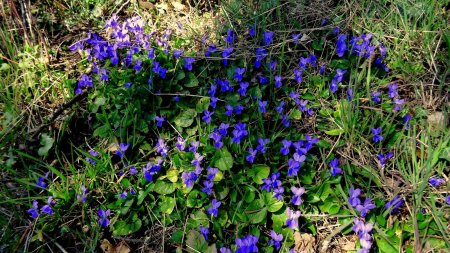 C’est la saison des violettes.