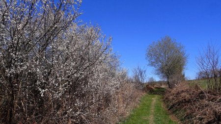 Pruneliers.