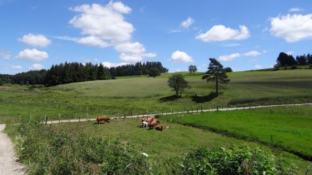 Vallon affluent de la Semène.