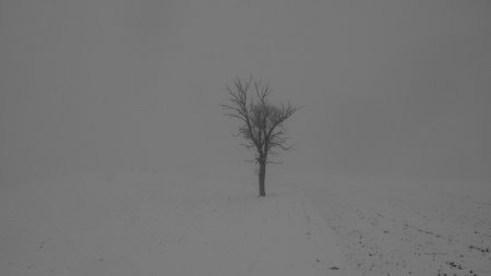 Frêne isolé dans le jour blanc