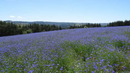 Culture du bleuet ?