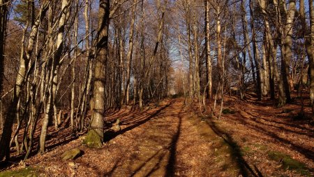 Bois des Grôles.