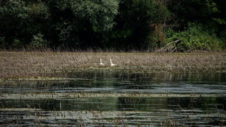 Cygne tuberculé