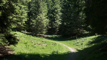 Au sortir de la forêt, sur le chemin de la Praz