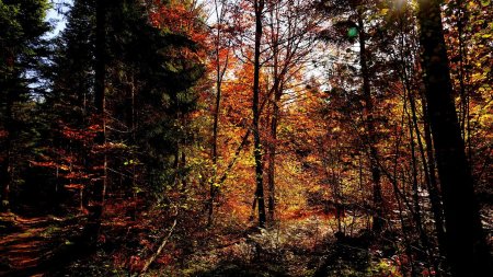 Descente dans la forêt