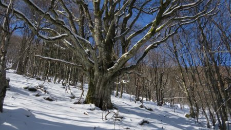 Magnifique arbre tentaculaire dans le petit bois. Dans ce dernier, la pente était toute aussi prononcée et la progression restait laborieuse. Mais ça allait mieux car je pouvais m’aider des troncs d’arbres.