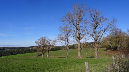 Frênes déplumés.