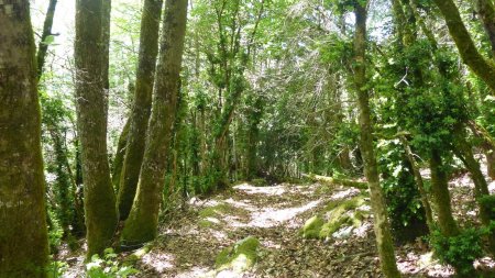 Descente dans les buis