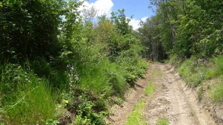 Montée vers le mont d’Uzore.