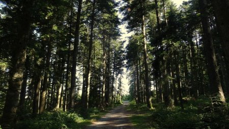 Forêt du Gerbizon.