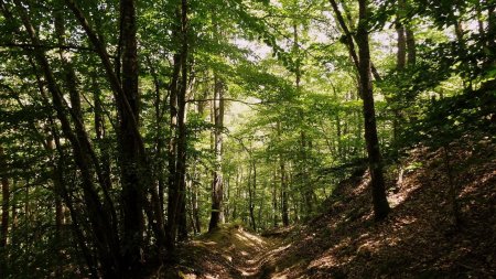 Descente dans les bois et sentier raviné.