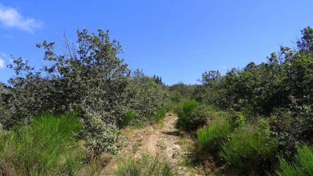 Montée au mont Monnet.